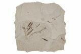 Plate of Fossil Leaves and Ants - Green River Formation, Utah #213395-1